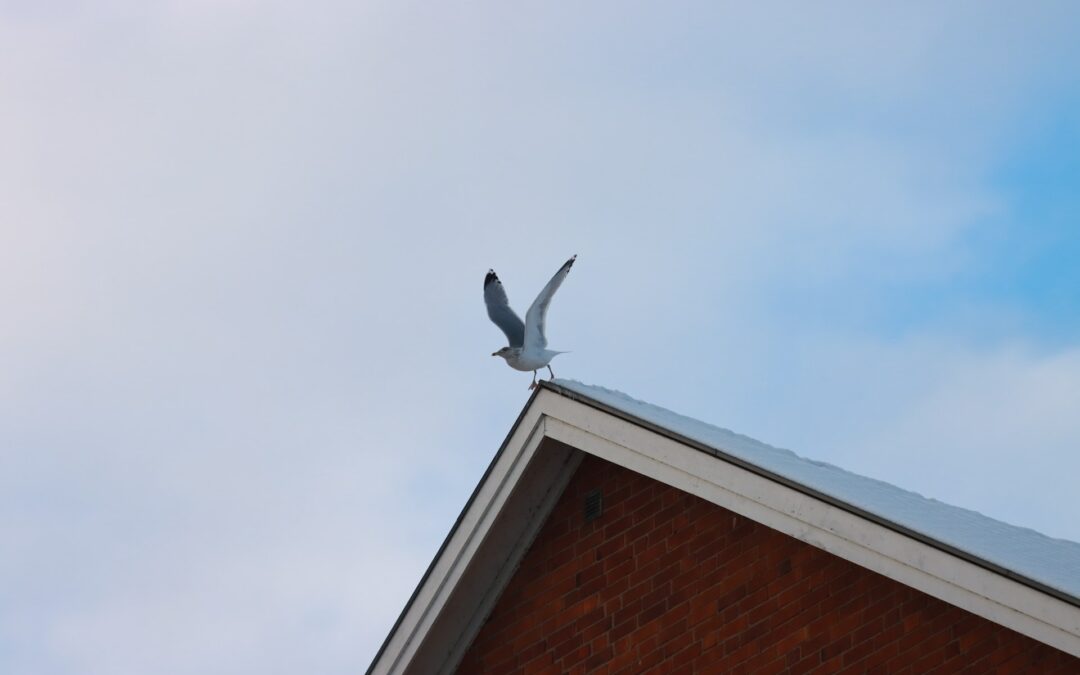 bird on the roof